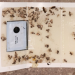 EnviroSafe Domestic Pantry Moth Trap 2 Pack | 3 Month Pheromone Glue Trap Safe Near Food Australia - Image 7