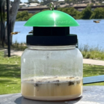 Envirosafe European Wasp Bait Refill 2 Pack | Non-Toxic Wasp Trap Bait Made in Australia - Image 2