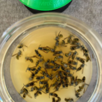 Envirosafe European Wasp Bait Refill 2 Pack | Non-Toxic Wasp Trap Bait Made in Australia - Image 4