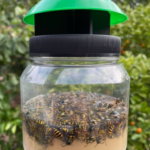 Envirosafe European Wasp Trap | Non-Toxic Wasp Trap with Bait Made in Australia - Image 3