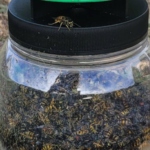 Envirosafe European Wasp Trap | Non-Toxic Wasp Trap with Bait Made in Australia - Image 4