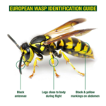 Envirosafe European Wasp Trap | Non-Toxic Wasp Trap with Bait Made in Australia - Image 5