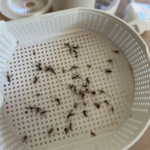 Envirosafe Indoor Mosquito Trap | UV LED Chemical-Free USB Mosquito Trap for Bedrooms Australia - Image 6