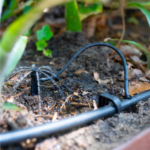 Holman 13mm x 25m Black Poly Pipe — Garden Irrigation - Image 4